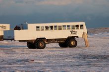 Coming nose to nose with polar bears on a world-famous Tundra Buggy@. 
