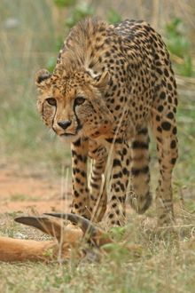 Cheetah at Mabula Reserve