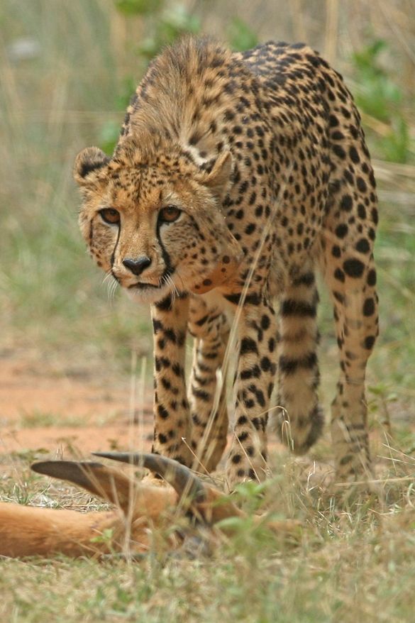 Cheetah at Mabula Reserve