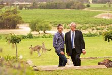 Kangaroos At Penfolds