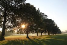 Verulamium Park Trees