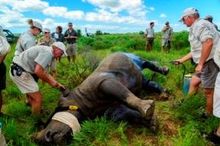 Rhino Relocation