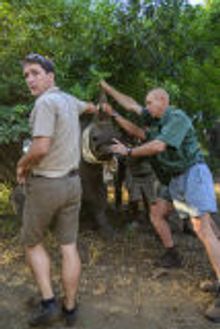 Rhino Capture