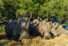 Rhino Relocation a winner