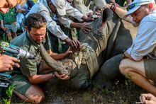Relocating Rhinos with andBeyond and Great Plains Conservation