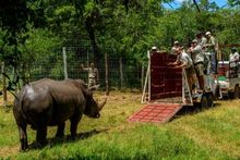 Relocating Rhinos with andBeyond and Great Plains Conservation