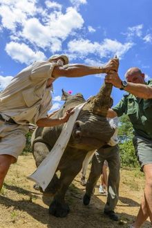 Relocating Rhinos with andBeyond and Great Plains Conservation