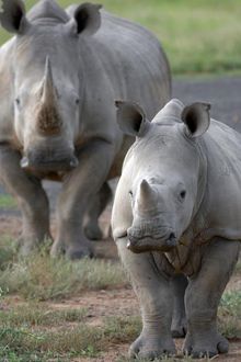 Relocating Rhinos with andBeyond and Great Plains Conservation