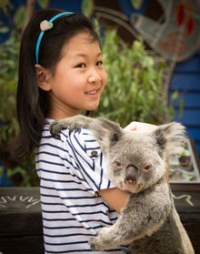 Chinese girl with Koala. Dreamworld. Queensland Australia. Tourism and Events Queensland