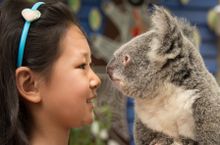 Chinese girl. Nose to nose with Koala. Dreamworld, Gold Coast Australia. Tourism and Events Queensland