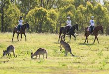 Chinese group riding horses in Australian bush with Kangaroos. Spicers Hidden Vale. Queensland Australia. Tourism and Events Que
