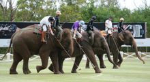 Anantara Elephant Polo Action on the Field 