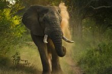 African Elephant
