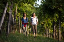 Hiking in vinyards, Styria 