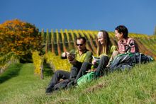 Styrian vinyards 