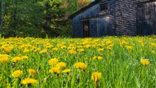 Spring in Maine