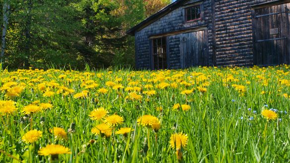 Spring in Maine