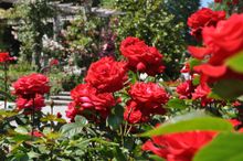 Rose_Garden_Mainau_Island