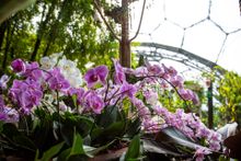 Orchid Display