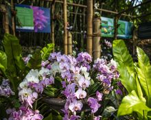 Orchid Display