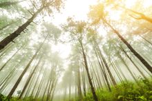 Light through trees 