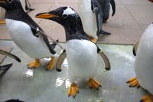 The Detroit Zoo is home to the world's largest penguin facility.