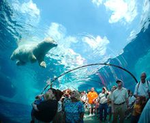 The Detroit Zoo's Arctic Ring of Life is North America’s largest polar bear exhibit, which also houses arctic foxes and seals. T