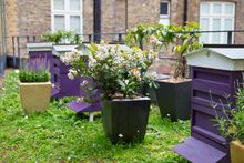 Third Floor Terrace Hives