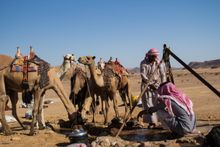 Camels and their companions at a well in the Sinai