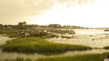 Annual Chincoteague Pony Swim