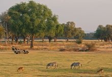 Game drive in the South Luangwa National Park, Zambia 