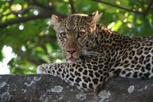 Leopard in South Luangwa National Park, Zambia
