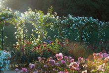 The Rose Garden at Blenheim Palace