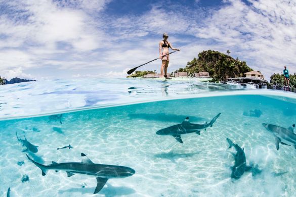 Paddleboarding with black tip reef sharks at Long Run member Misool