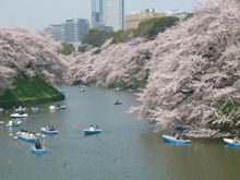 Rowing on Chidorigafuchi with Cherry Blossoms 