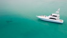 The Gulf of Mexico is home to a number of different dolphin species, and the water's warm temperatures offer ample opportunities for vacationers on the Emerald Coast to catch a glimpse of these magnificent creatures year-round.