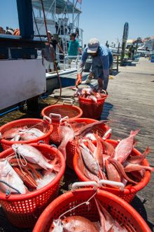 At any given time, there are more than 20 kinds of edible fish to be caught off the shores of Florida's Emerald Coast, including Red Snapper, a popular menu item at many local restaurants.