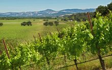 Sonoma County vineyards in Russian River Valley
