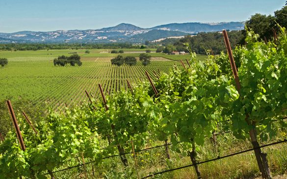 Sonoma County vineyards in Russian River Valley