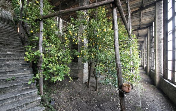 Lemon Houses