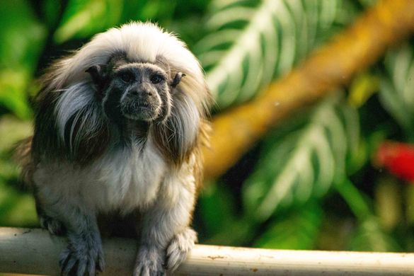 Projects to protect the critically endangered cotton-top tamarin,  a tiny, one pound monkey that is only found in the tropical dry forests of Colombia. 