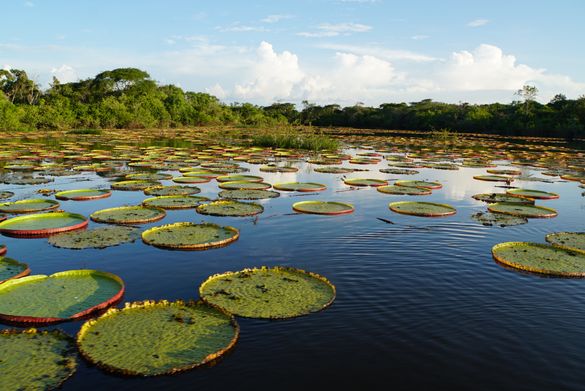 Unberührte Natur: Guyana ist ein Eco-Paradies. 