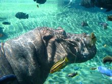 San Antonio Zoo