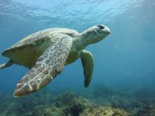 Snorkelling with Green Turtles in the Tweed