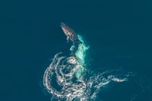 Whale Sharks attempting to mate at Ningaloo
