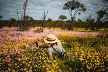 WA Wildflowers