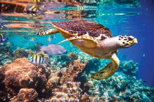 Slip under the water to experience abundant wildlife.