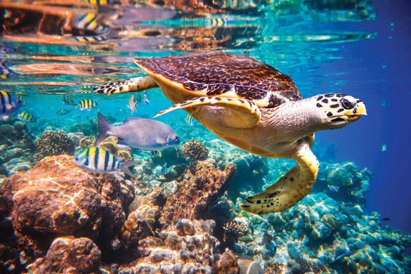 Slip under the water to experience abundant wildlife.