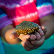 Scalloping at Florida's Sports Coast