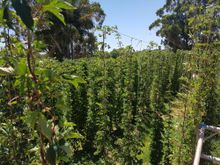 Rocky Ridge hops